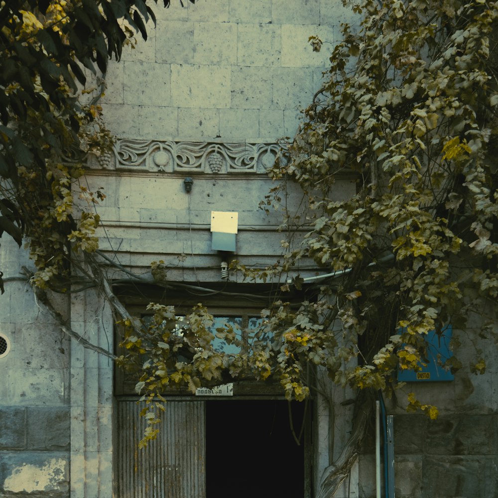 an open door to a building with vines growing over it