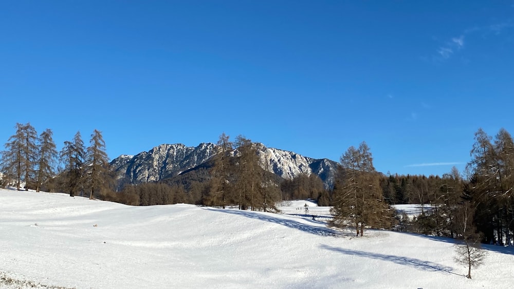 a snowy field with trees and mountains in the background