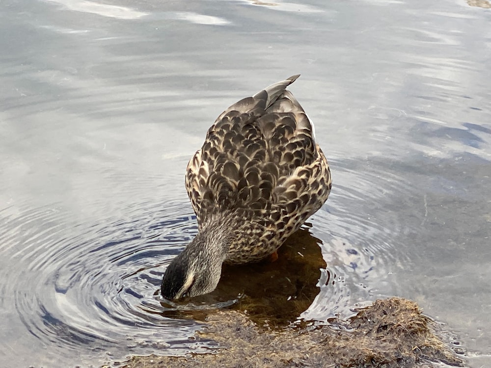 a duck that is standing in some water