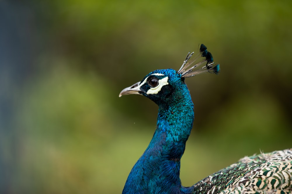 a blue bird with a black head and tail