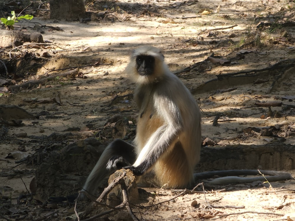 a monkey sitting on the ground in the shade