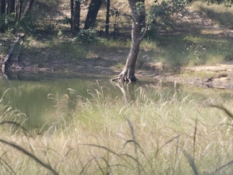 A peaceful, newly created pond reflecting the surrounding green landscape at sunset.