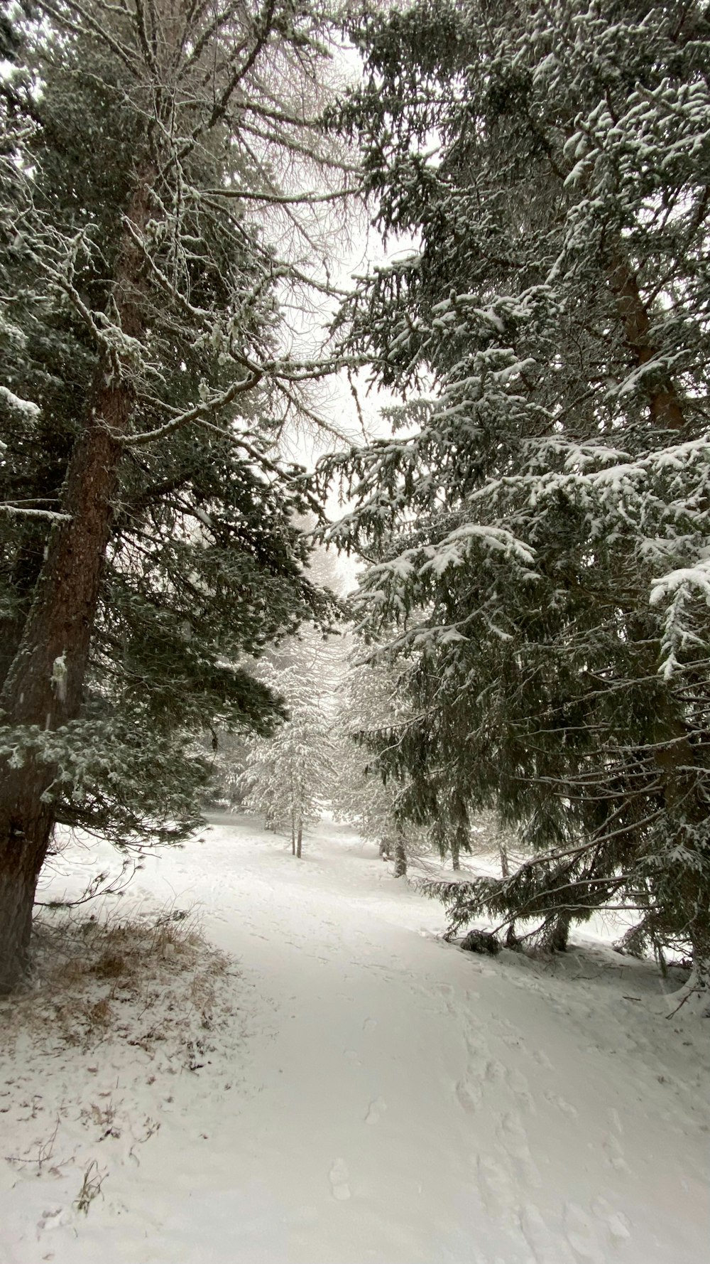 a path in the snow between two trees