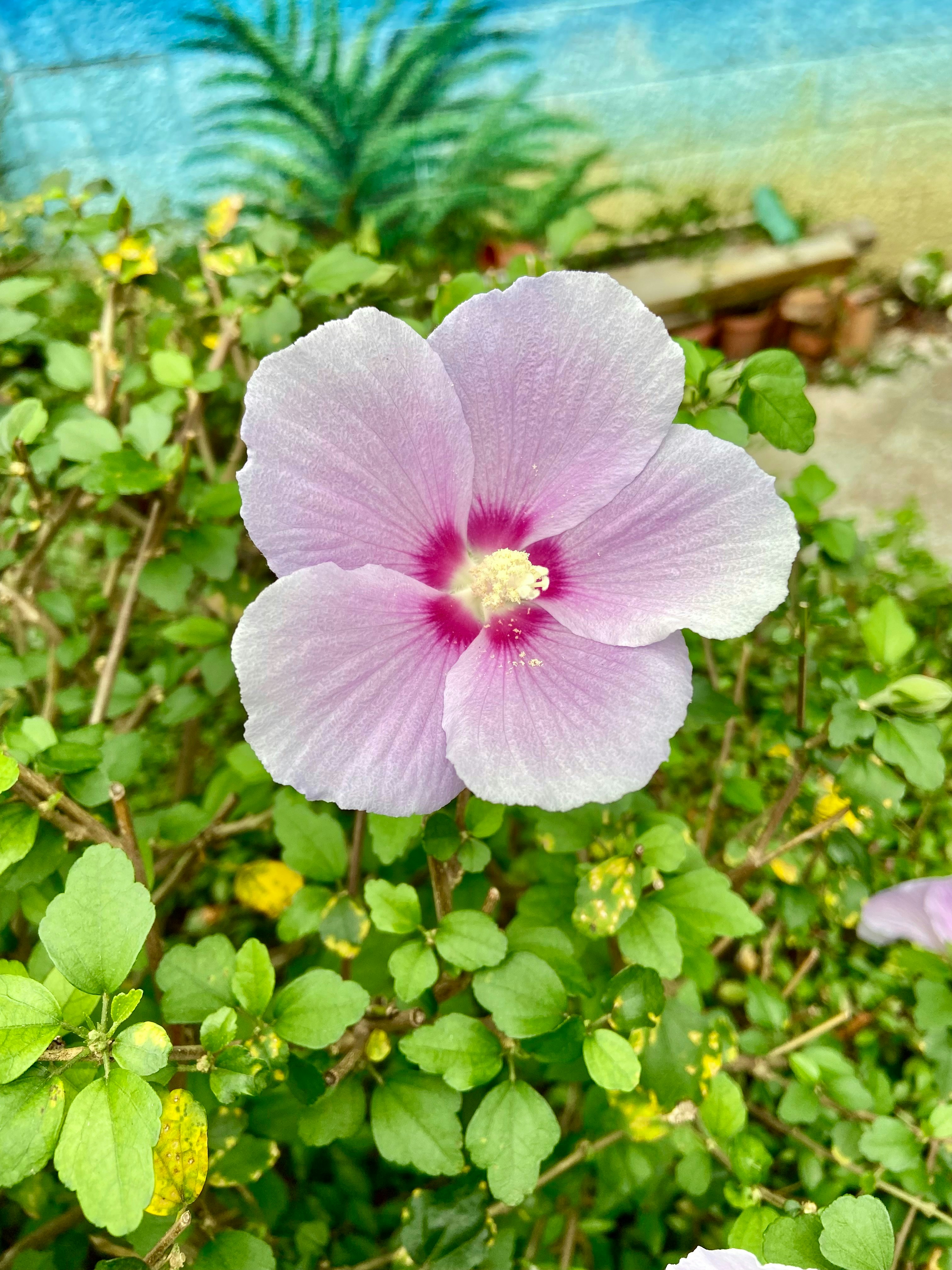 a pink flower is in the middle of a bush