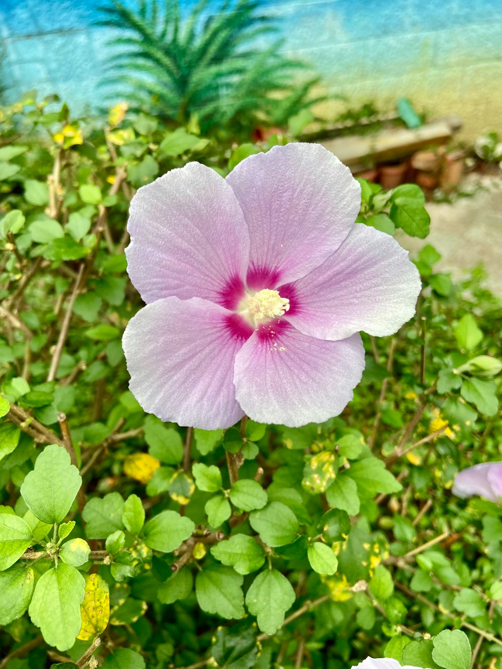 a pink flower is in the middle of a bush