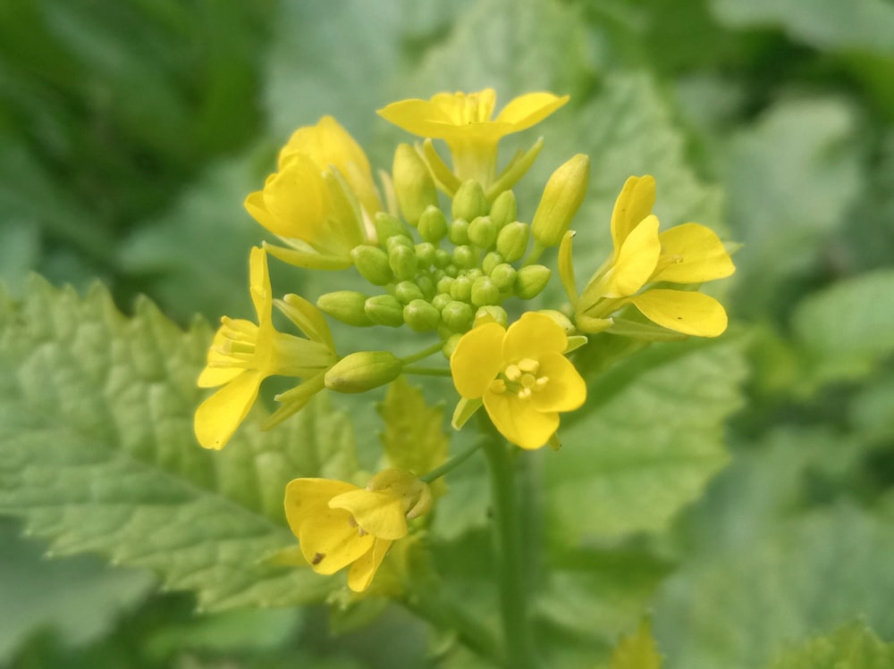 a yellow flower with green leaves in the background