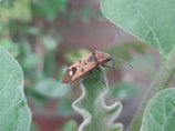 A close-up of an orange and black bug with white spots perched on a fuzzy green leaf. The background is blurred with green foliage, suggesting a natural setting.