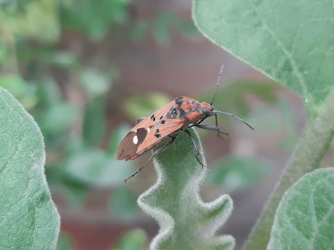A close-up of an orange and black bug with white spots perched on a fuzzy green leaf. The background is blurred with green foliage, suggesting a natural setting.