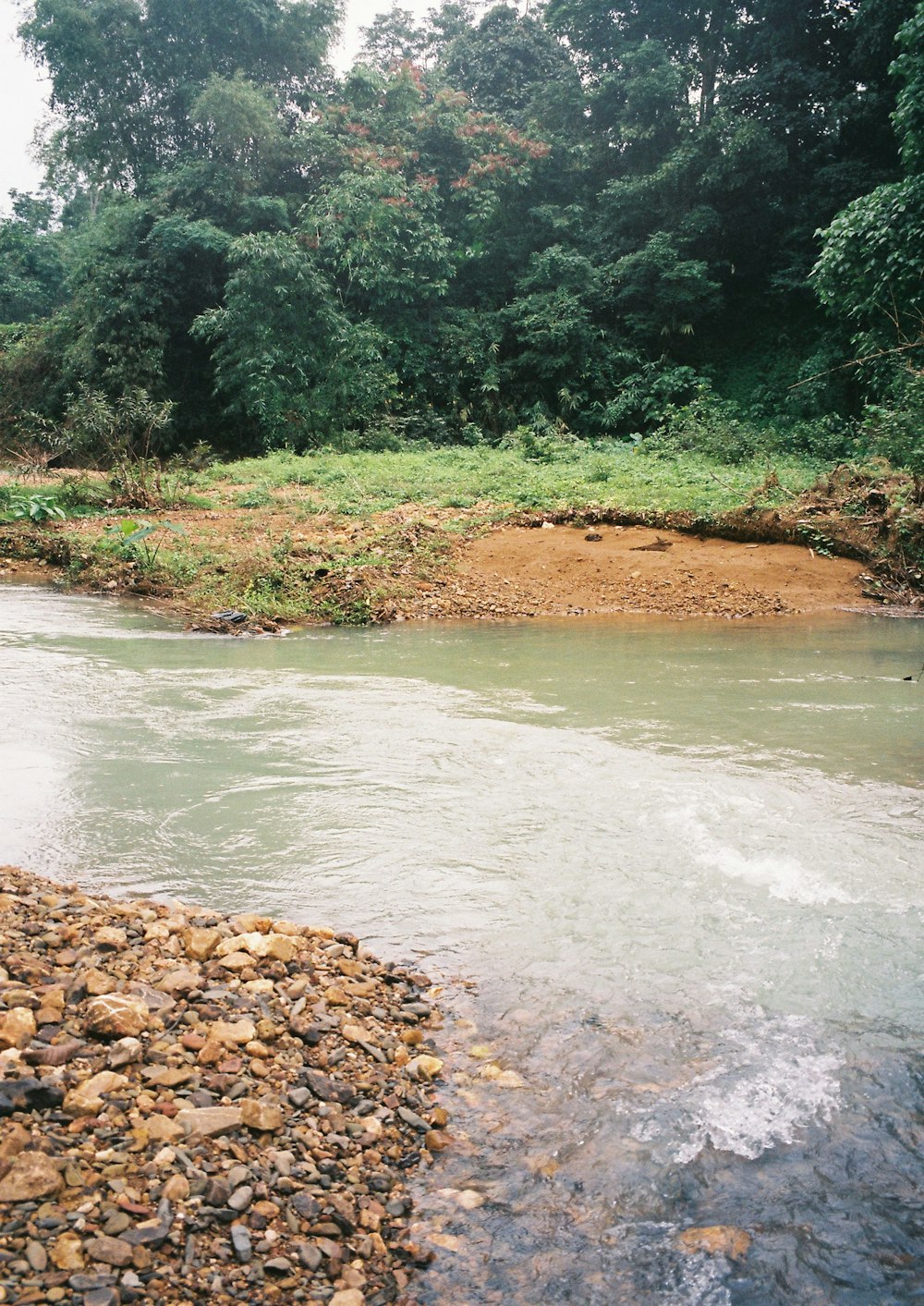 a river running through a lush green forest