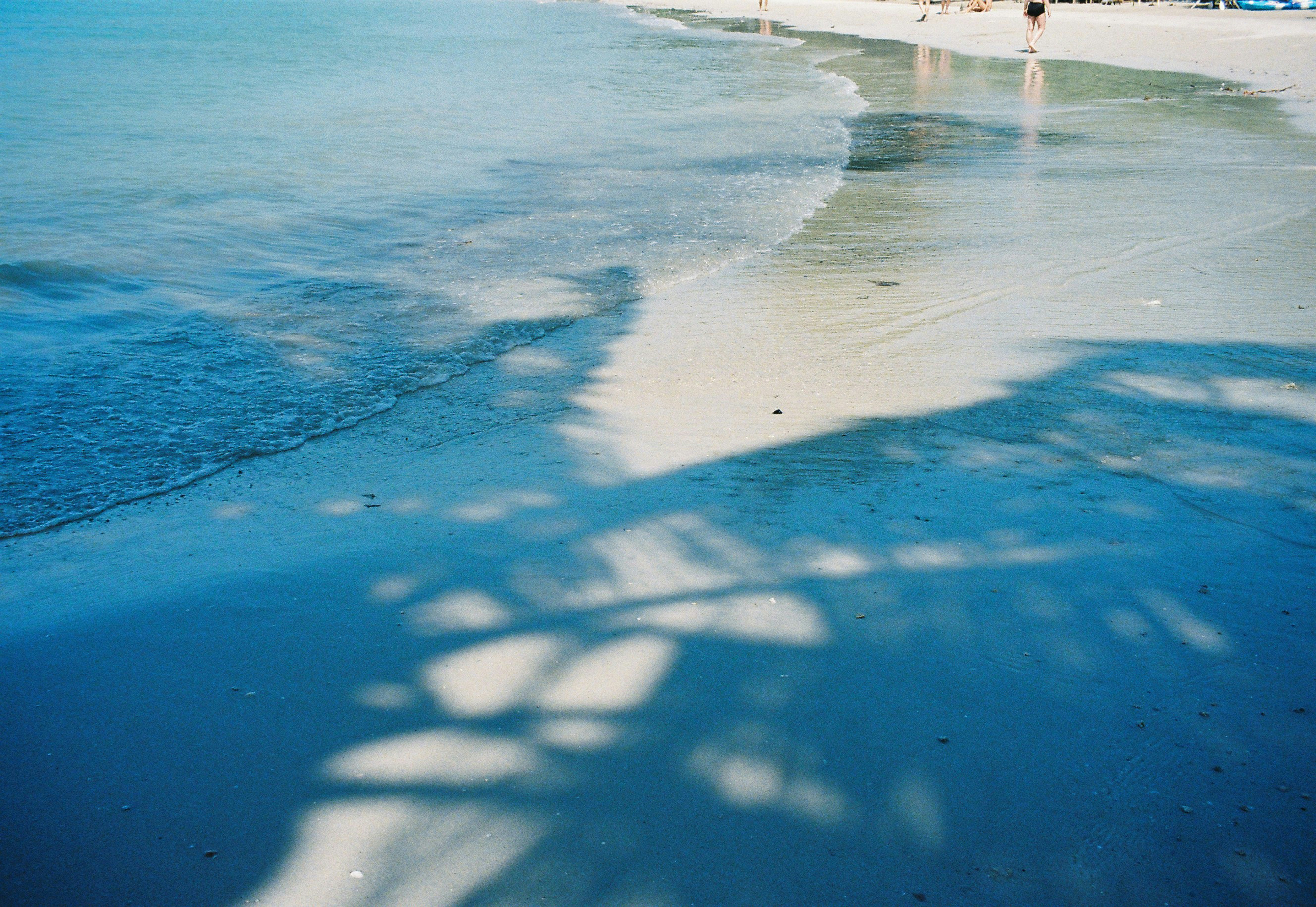 a shadow of a palm tree on a beach
