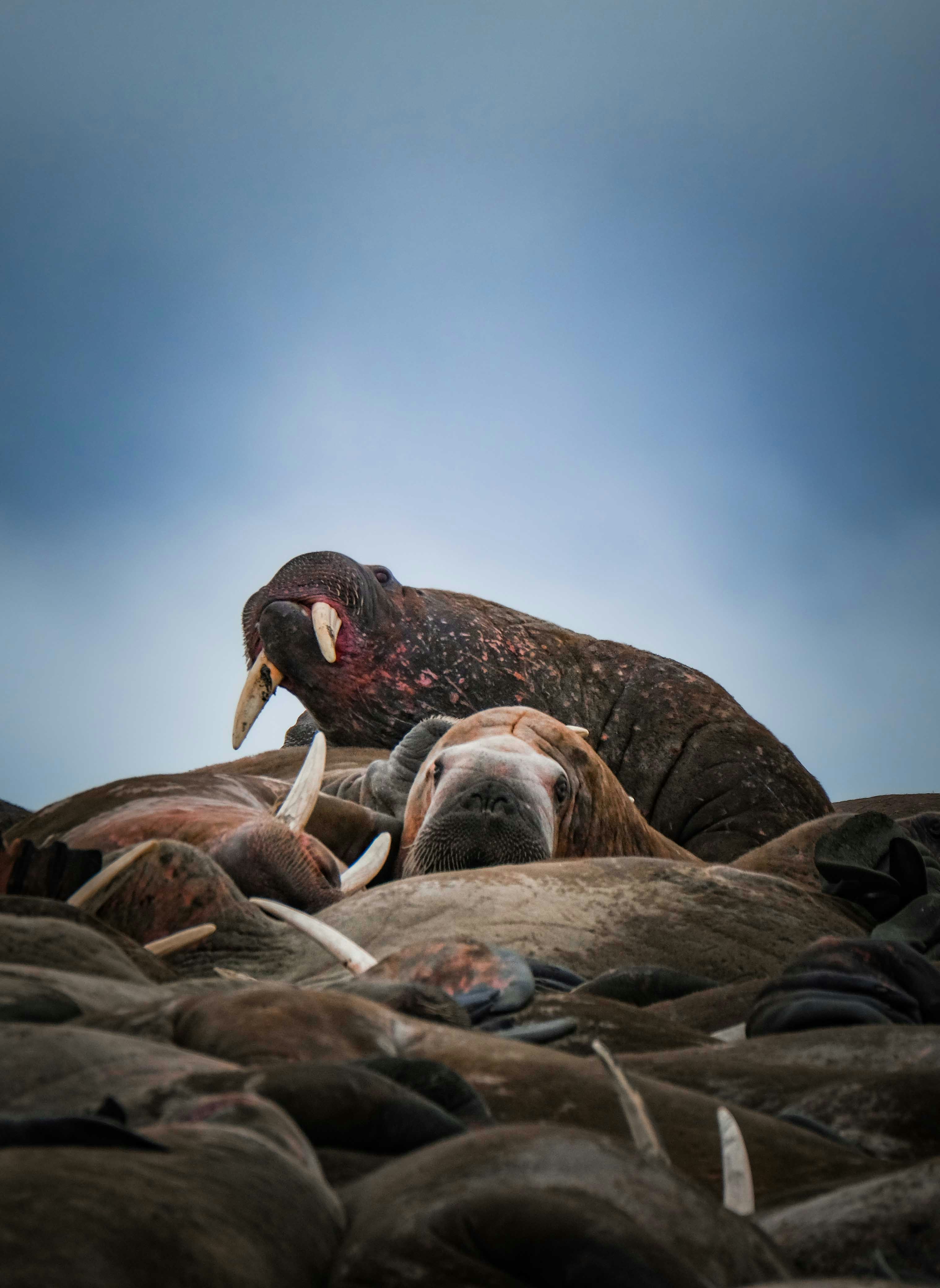 A group of animals laying on top of a pile of rocks photo – Free Animal ...