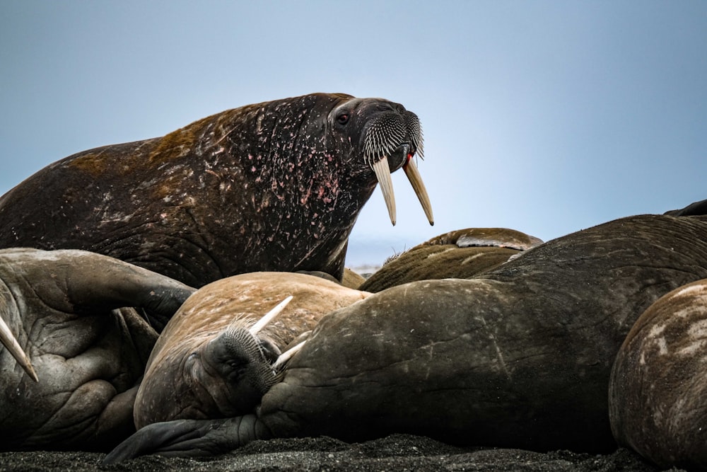 a number of sea lions laying on top of each other