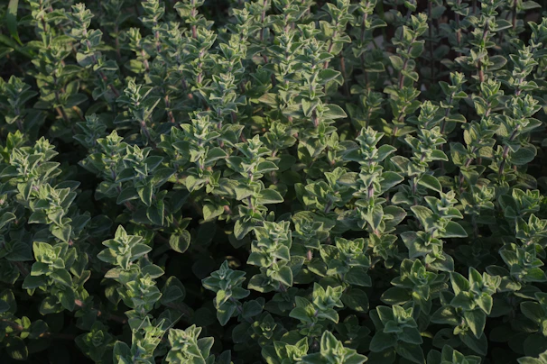 A farmer carefully harvesting oregano by hand on a steep hillside in Greece.