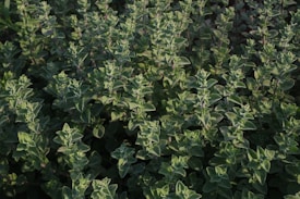 A dense patch of lush, green oregano plants with small, oval-shaped leaves and a hint of purple stems. The foliage is vibrant and healthy, thriving in natural light.