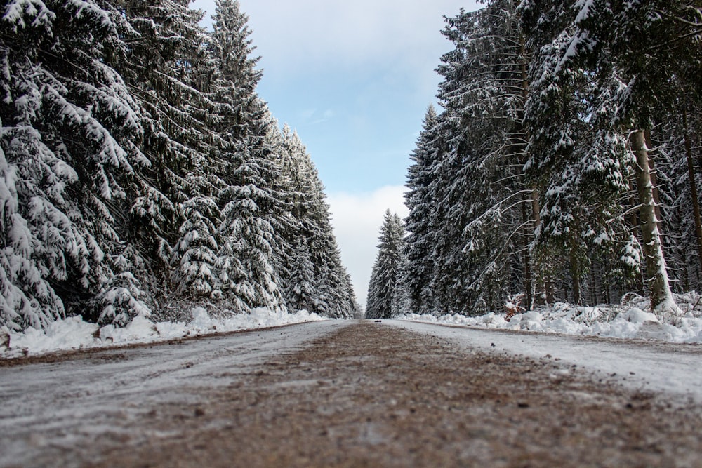 eine unbefestigte Straße, die von schneebedeckten Bäumen umgeben ist