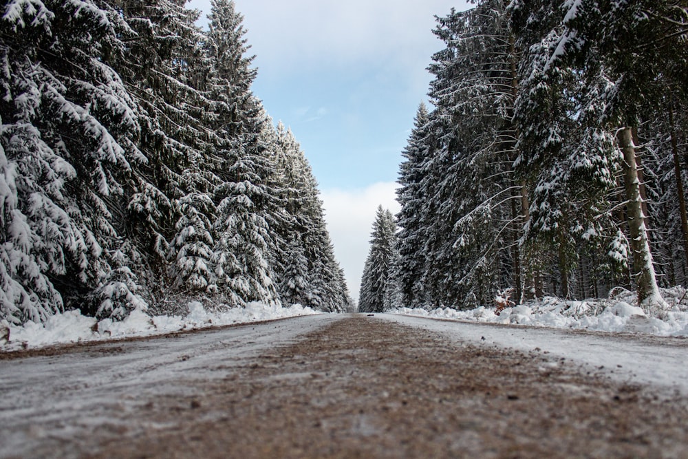a dirt road surrounded by snow covered trees