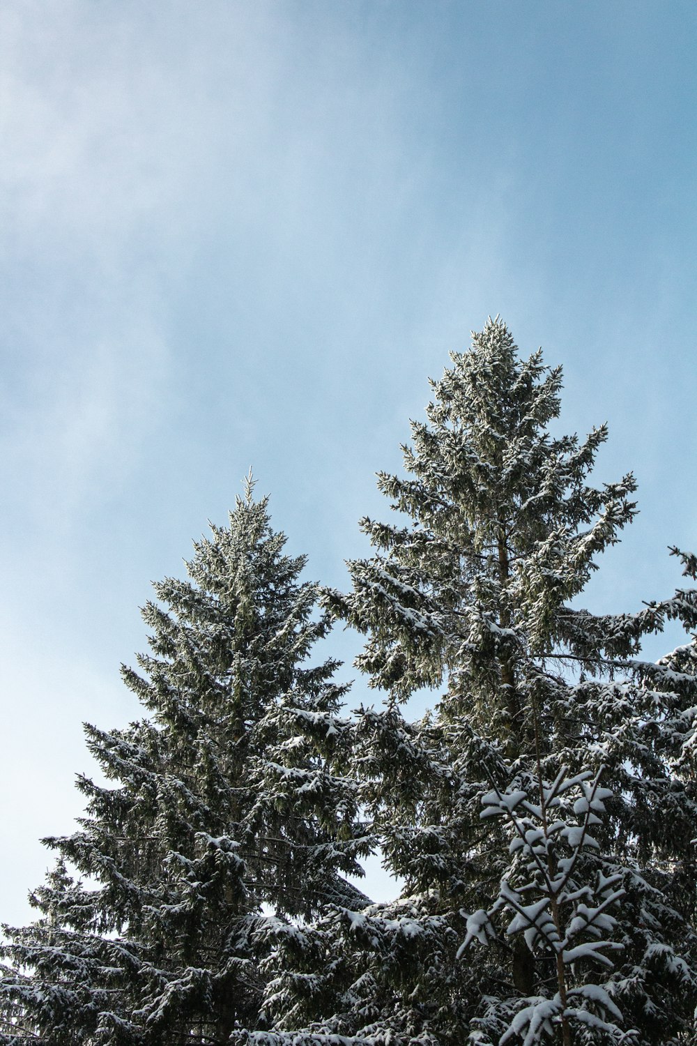 a group of trees covered in snow under a blue sky