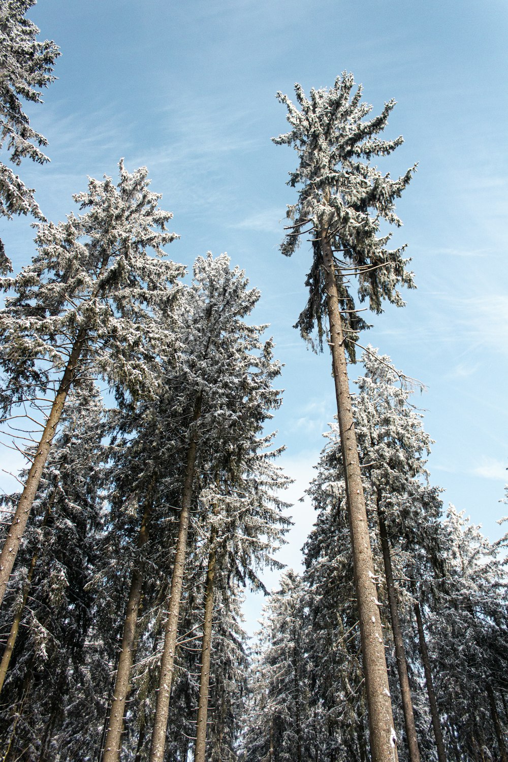 a group of tall trees covered in snow