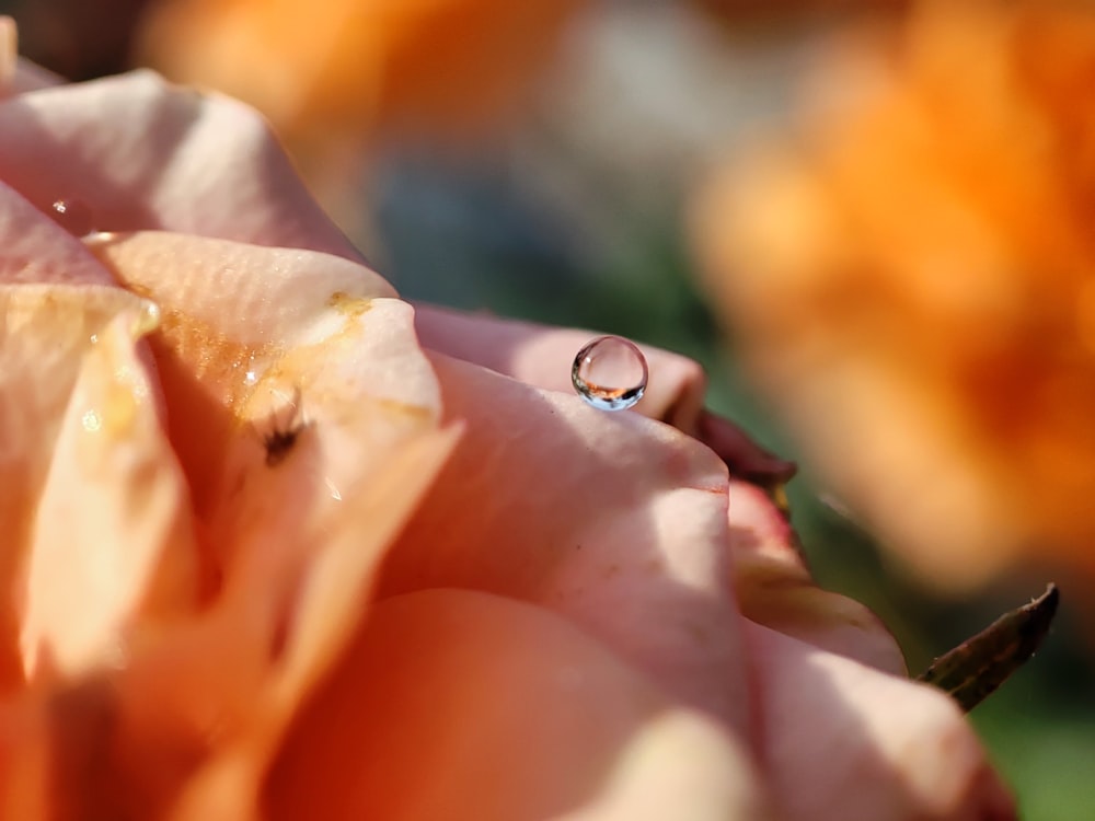 un primer plano de una flor con una gota de agua sobre ella