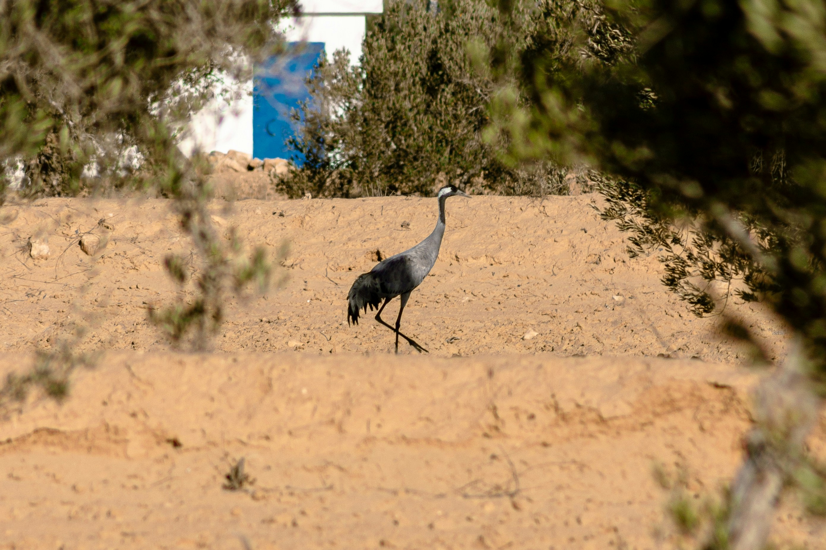 A common crane standing in a dirt field. The crane is a large, grayish bird with long legs and a long neck. It has black wingtips and a red patch of skin on its face.