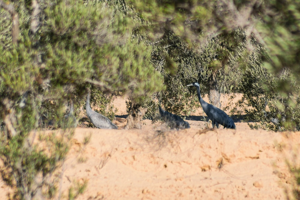 a couple of birds that are standing in the sand