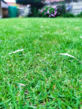 Close-up of vibrant flower beds and healthy grass showing detailed landscaping work.