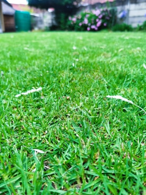 A close-up perspective of a lush green lawn with vibrant blades of grass. The background features a fence, some purple flowers, and a large tree providing shade.