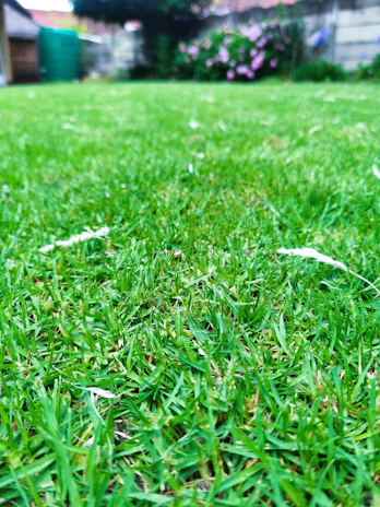 A close-up of a freshly manicured green lawn bordered by vibrant flower beds under soft natural light.