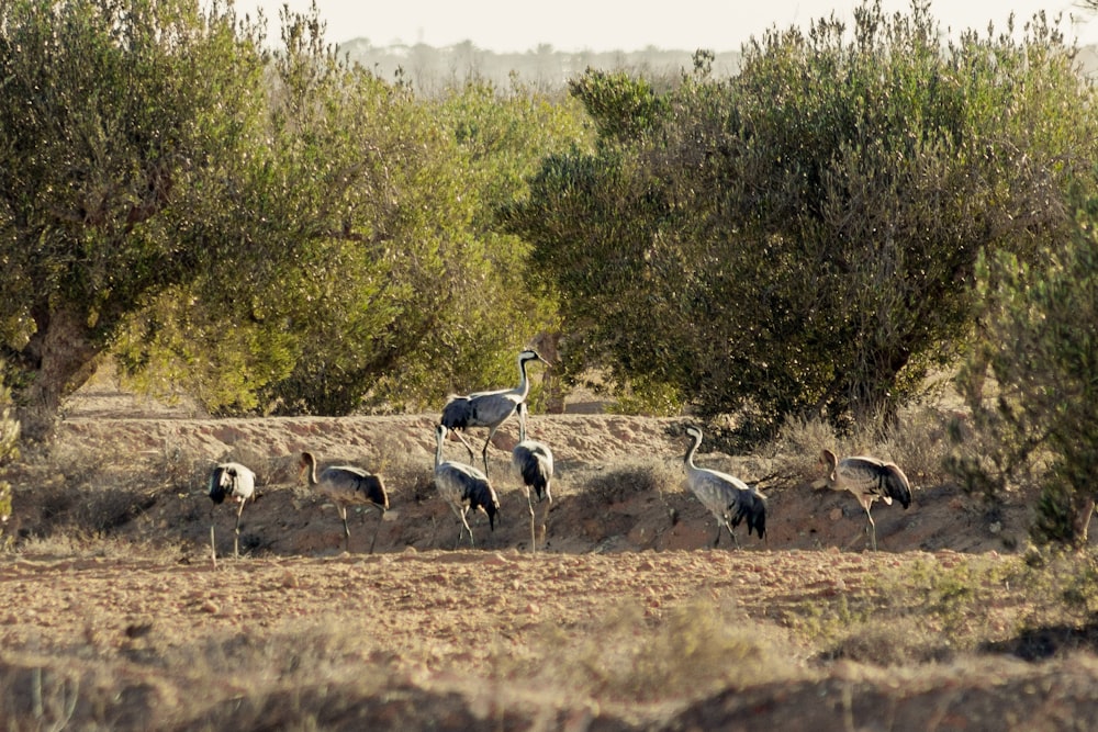 a group of birds that are standing in the dirt