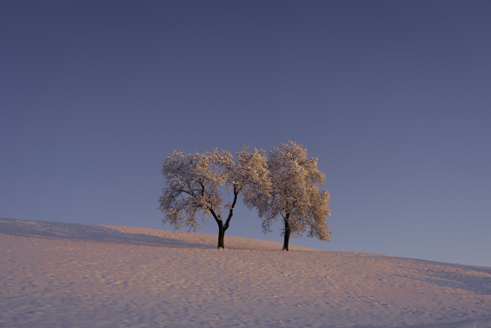 a couple of trees that are standing in the snow