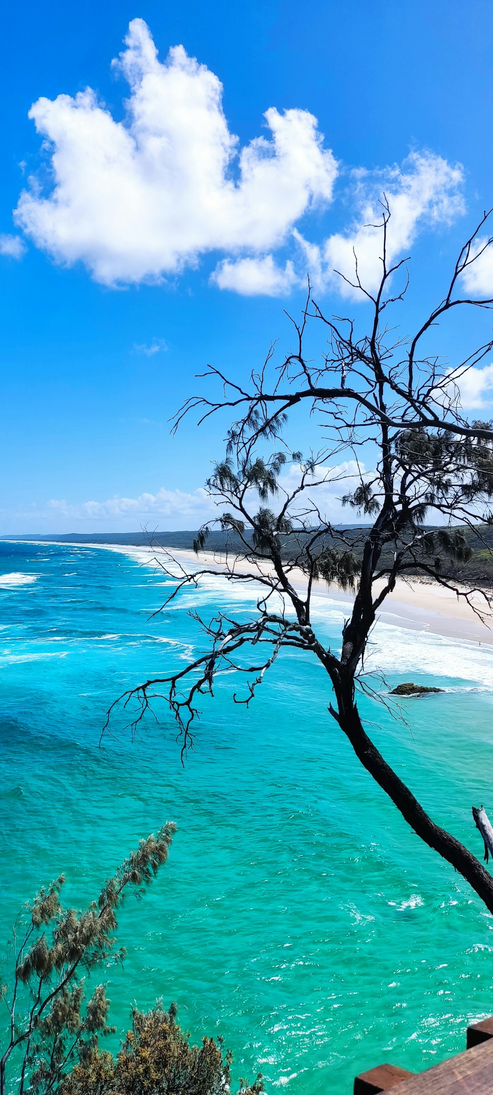 a lone tree on the edge of a cliff overlooking the ocean