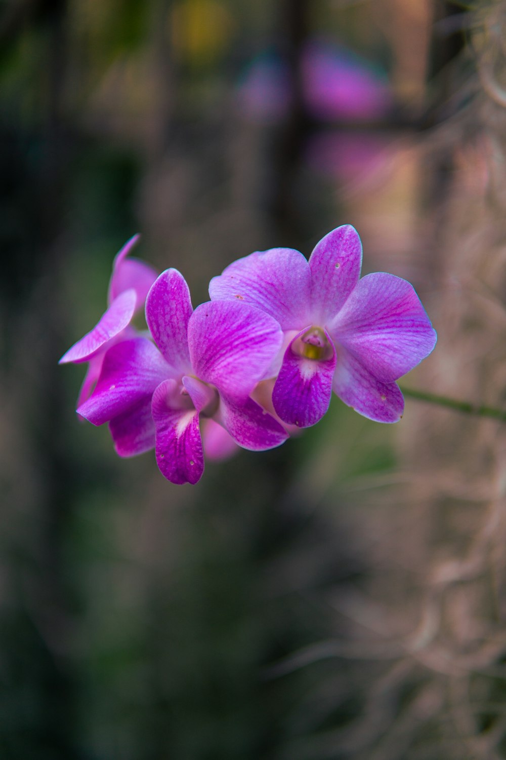 a close up of a purple flower with blurry background