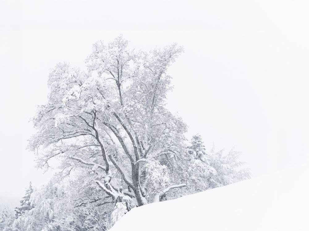 a snow covered tree on a snowy day