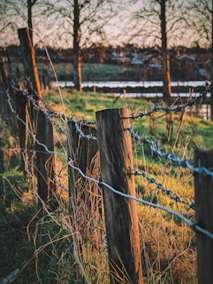 A barbed wire fence stretches along a grass-covered field, with sunlight casting warm tones on the wooden posts and wire. In the background, leafless trees are silhouetted against the evening sky, and a distant view of houses is visible under a soft, dusky light.