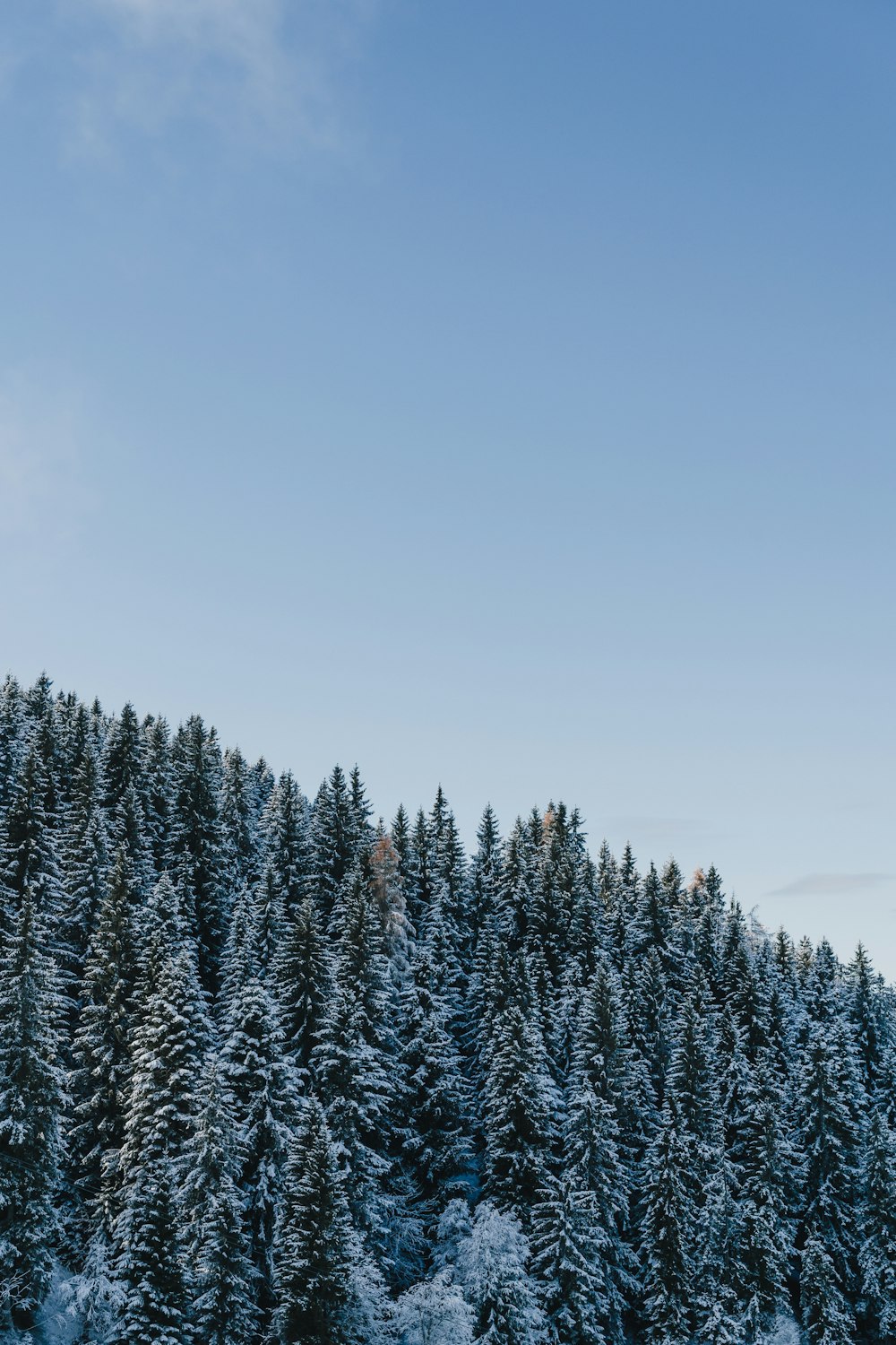 a group of pine trees covered in snow