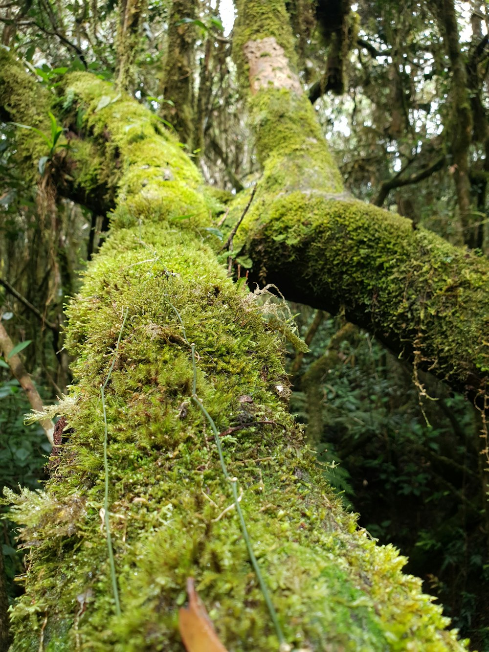 a moss covered tree in the middle of a forest