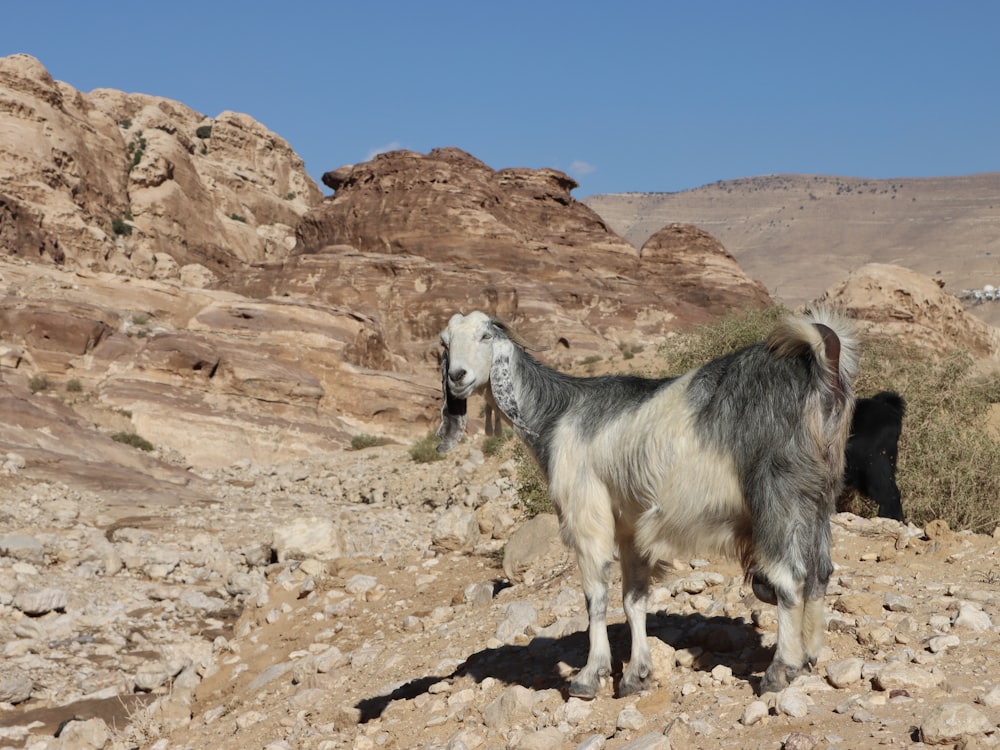 a goat standing in the middle of a rocky area