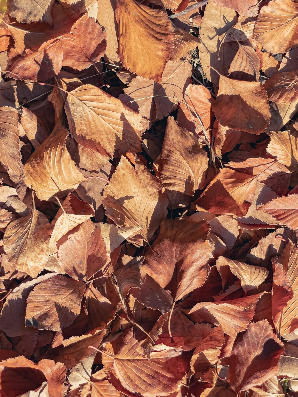 a bunch of leaves that are laying on the ground