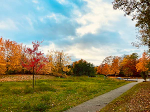 A scenic shot of Central Park in autumn with colorful leaves and walking paths.