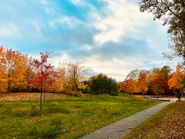 A scenic shot of Central Park in autumn with colorful leaves and walking paths.