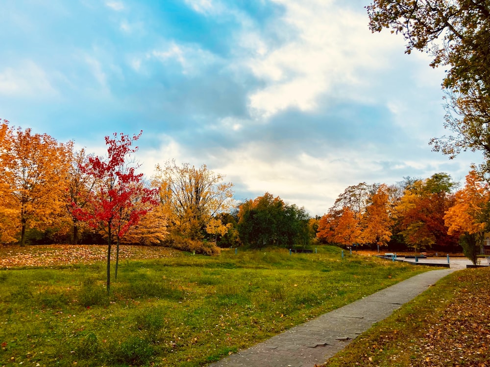 a path through a grassy field with trees in the background