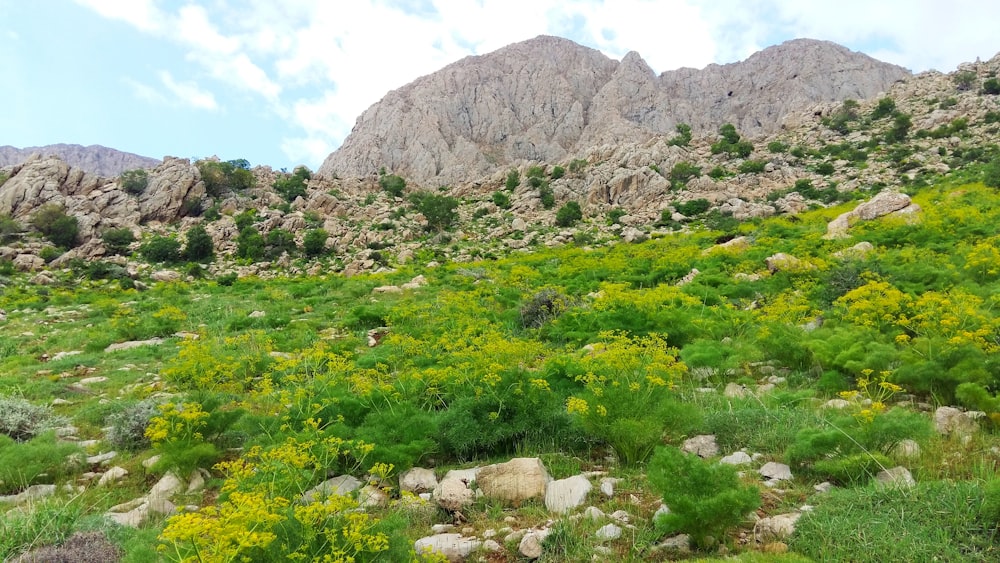 a rocky hillside covered in lots of green plants