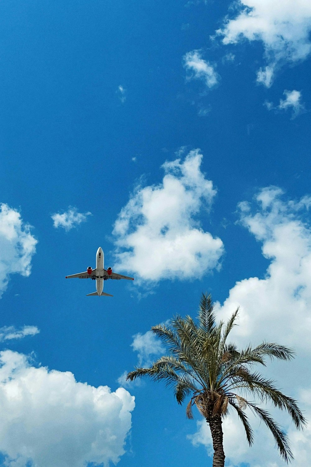 an airplane is flying over a palm tree