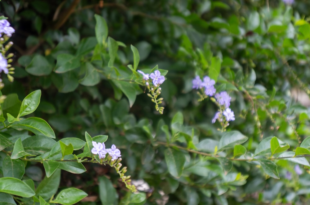 a bush with purple flowers and green leaves