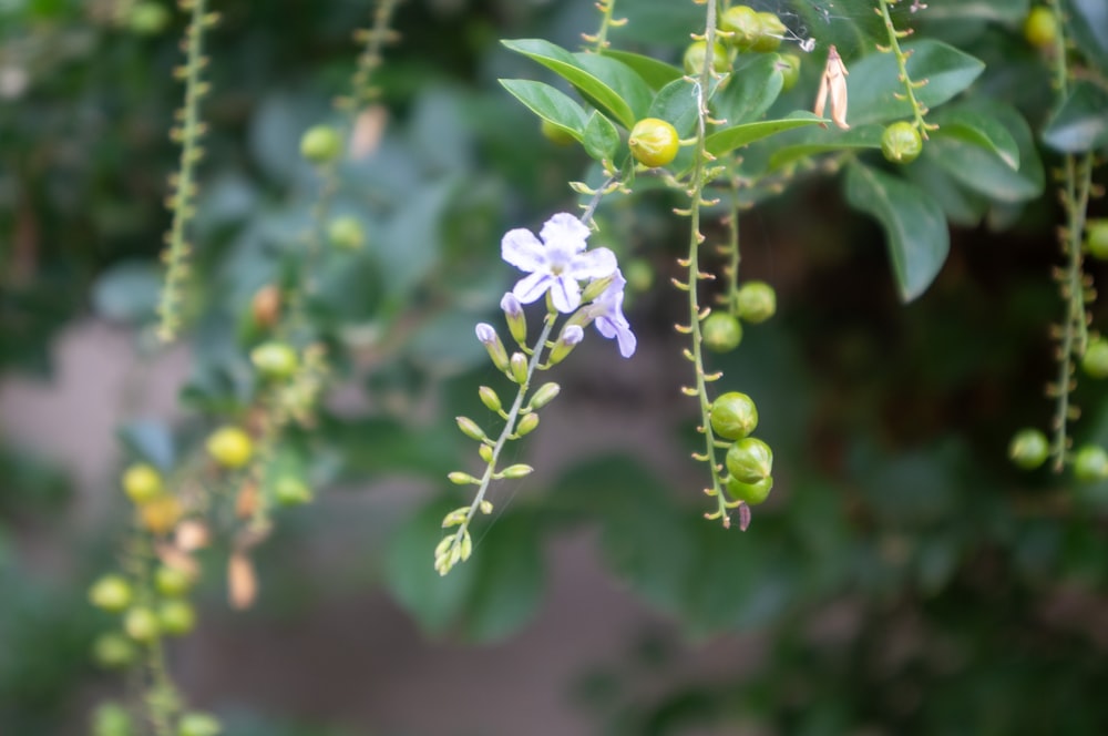 a close up of a flower on a tree