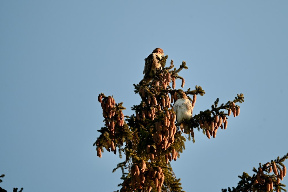 a bird is perched on top of a tree