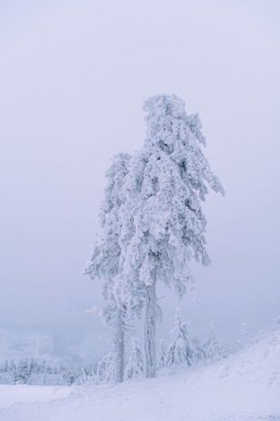 Two tall trees are heavily covered in snow, standing prominently in a wintry landscape. The ground and surrounding trees are also blanketed in white, creating a serene, monochromatic scene.