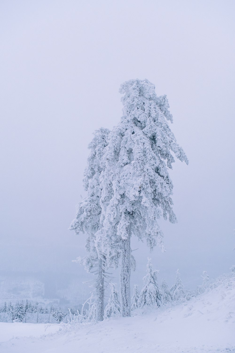 a lone tree covered in snow on a foggy day