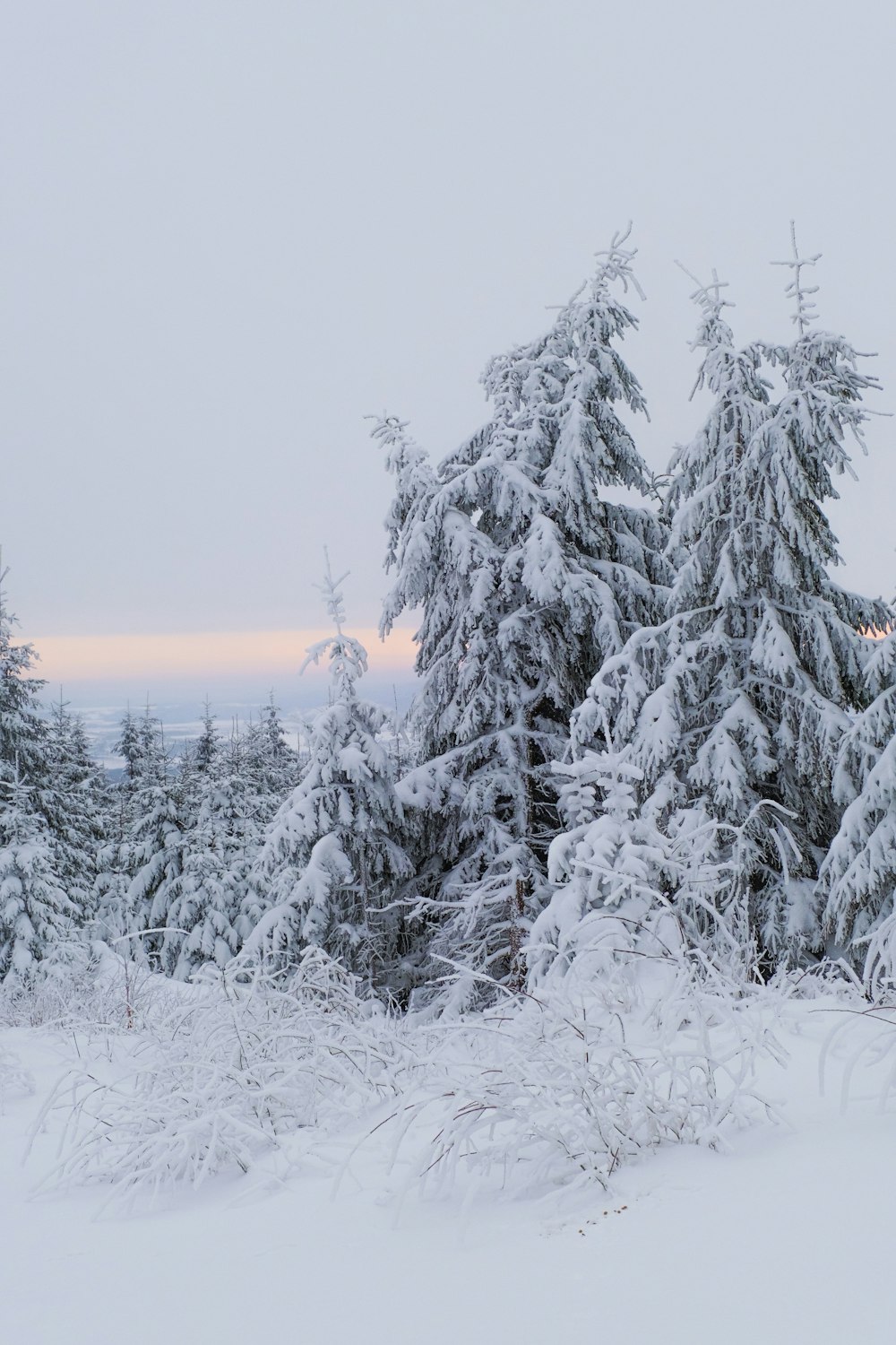 a snow covered forest with lots of trees