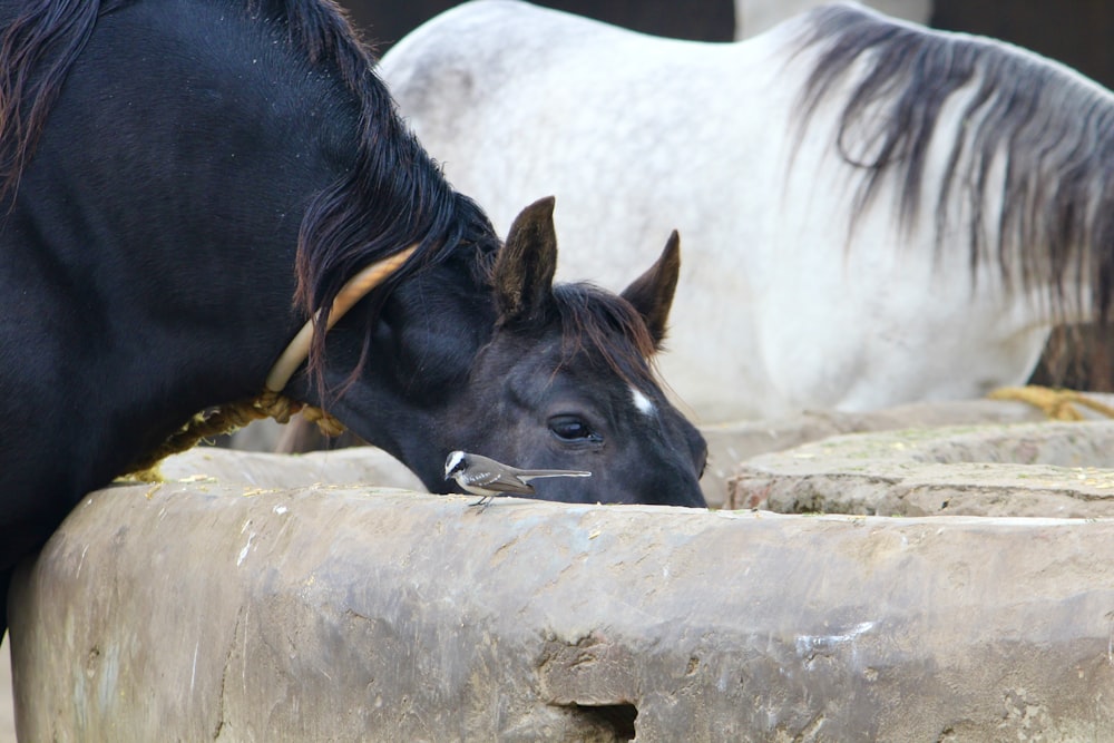 a black and white horse drinking water from a trough